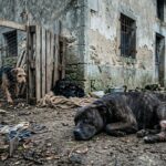 Maltraitance Animale En Oise : Chiens Et Chiots Dans Un État Alarmante
