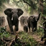 Millionnaire Américain Tué par Cinq Éléphants lors d&rsquo;une Chasse au Gabon