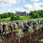 Oliviers en Bretagne : L&rsquo;Aventure Audacieuse de Breizh Olives