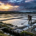 Paludiers de Guérande : Ils Investissent pour Sauver Leurs Marais du Climat