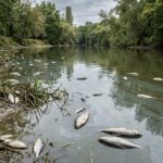 Pollution dans le Loiret : Cours d’Eau Dévastés par Toxiques