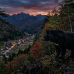 Pourquoi le Japon Abat des Ours par Quarantaine Chaque Jour