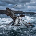 Protection Oiseaux Marins : Les ONG Attaquent l&rsquo;État en Justice