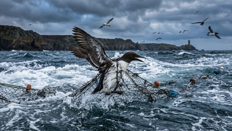 Protection Oiseaux Marins : Les ONG Attaquent l&rsquo;État en Justice
