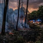 Pyromane en Forêt de Montmorency : Les Incendies Suspects InquiètentGenerating the blog article