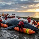 Sauvetage Timmy : Millionnaires Financent l&rsquo;Ultime Chance pour la Baleine