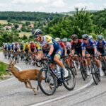 Tour de Hongrie : Une Biche Frôle le Peloton et Évite la Catastrophe