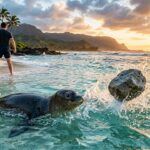 Touriste Lance Pierre sur Phoque Protégé à Hawaï : L'Acte Inquiétant