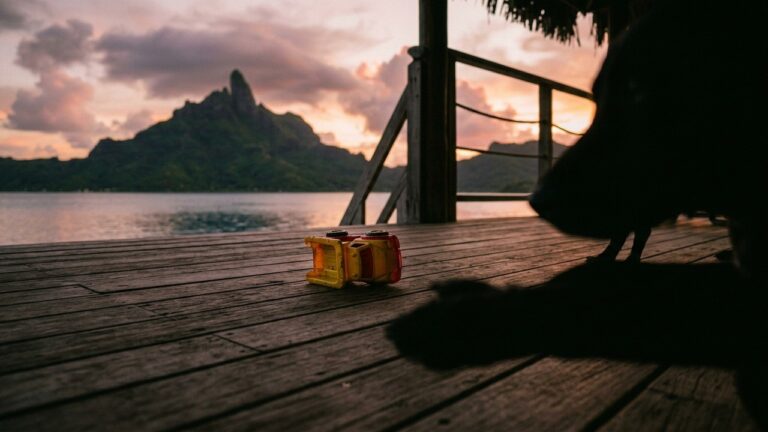Tragédie à Tahiti : Enfant de Deux Ans Tué par un Chien