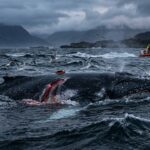 Tragédie de Timmy : La Baleine Sauvée en Baltique Retrouvée Morte