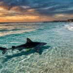 Tragédie En Australie : Homme De 39 Ans Tué Par Un Requin Sur Un Banc De Sable