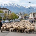 Transhumance des Brebis à Grenoble : Choc des Cultures en Banlieue