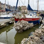 Ver Australien Honfleur : La Gale Qui Colonie le Port Normand