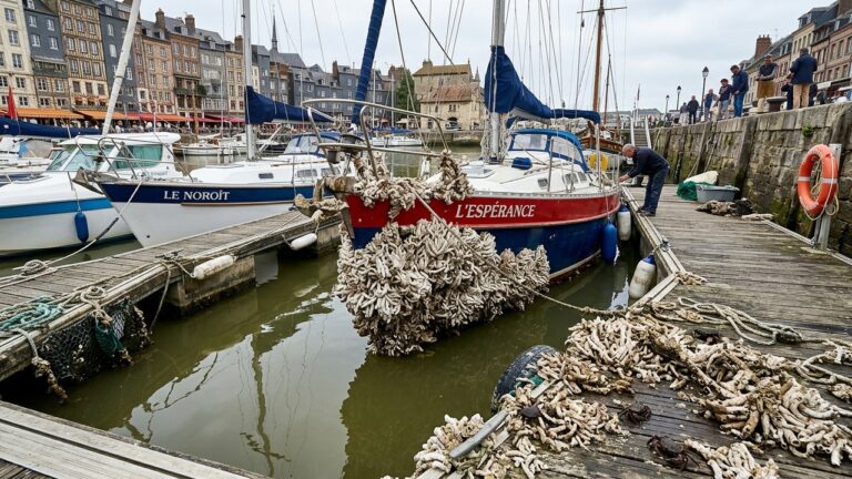 Ver Australien Honfleur : La Gale Qui Colonie le Port Normand