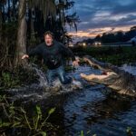 Automobiliste Attaqué Par Alligator En Fuyant Police En Louisiane