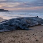 Baleine Géante Échouée sur l&rsquo;Île de Ré : Un Événement Exceptionnel