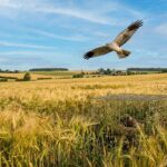 Busards des Moissons en Essonne : Ils Sauvent les Nids des Moissons