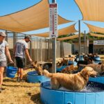 Canicule et Animaux : Les Refuges SPA Face à la Chaleur Extrême