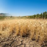 Canicule Précoce 2026 : L&rsquo;Agriculture Française DurementGenerating the French blog article Éprouvée