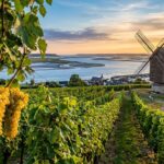 Chardonnay de la Baie de Somme : Le Premier Vin Picard est Né