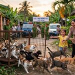 Chats Volés au Viêt Nam : 40 Rescapés Rendus à Leurs Familles