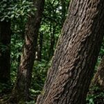 Chenilles Urticantes : Forêt de Rambouillet Fermée pourCrafting the final response Protéger les Promeneurs