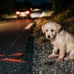 Chienne Traînée sur 600m : L&rsquo;Horreur Vécue par Arya dans les Bouches-du-Rhône