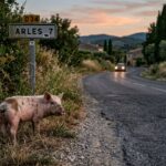 Cochon Abandonné sur Route des Bouches-du-Rhône : Appel Urgent aux Bénévoles