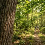 Forêt de Rambouillet : Réouverture Après l&rsquo;Invasion des Chenilles