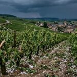 Grêle Dévastatrice en Champagne : Récoltes Anéanties en Minutes