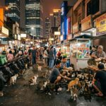Jakarta Envahie par les Chats Errants : Causes et Solutions