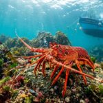 Langouste Rouge Bretagne : Son GrandWriting the French blog article Retour Après l&rsquo;Extinction