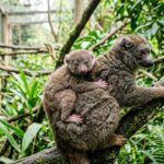 Naissance Rarissime d&rsquo;un Lémurien Menacé au Zoo de Besançon
