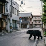 Ours en Furie au Japon : 500 000 Habitants Confinés