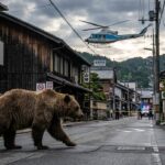 Ours en Liberté près de Tokyo : Capturé après Quatre Jours de Terreur