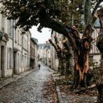 Poitiers : Arbres Mutilés en Série, Plainte Déposée pour Dégradations