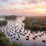 Polémique sur les Oiseaux Abattus à la Frontière Franco-Belge