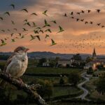Pourquoi On Ne Voit Plus Les Mêmes Oiseaux En France Depuis 50 Ans