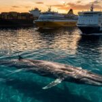 Protéger les Baleines en Méditerranée : Lutte Contre les Collisions avec Bateaux