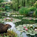 Ragondins à Giverny : La Maison de Monet Défend Ses Nymphéas