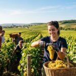 Recrutement Saisonniers Vendanges Marne : Opportunités 2026