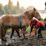 Sauvetage Épique d&rsquo;Éros : Le Colosse Cheval d&rsquo;une Tonne Tiré de la Boue