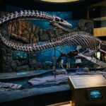 Squelette d’Elasmosaure aux Enchères : Nessie à Beauval