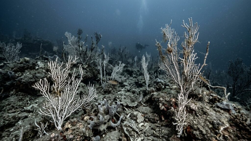 Vagues de Chaleur Marines : Les Fonds Océaniques Dévastés