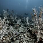 Vagues de Chaleur Marines : Les Fonds Océaniques Dévastés