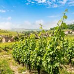 Vendanges Précoces en Champagne : Vigne en Pleine Fleur